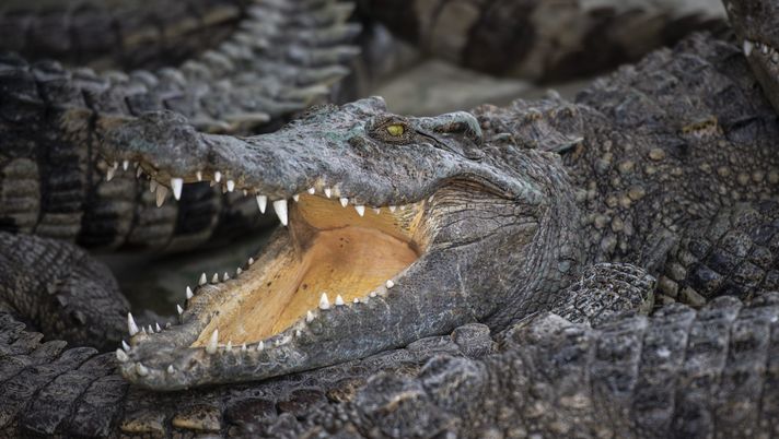 NAKHON PATHOM, THAILAND - JANUARY 27: An adult crocodile (Crocodylus sp.) rests among others while being raised inside a concrete pond at a farm on January 27, 2022 in Nakhon Pathom, Thailand. The price of pork, a substantial part of many peoples' diet in Thailand, has soared due to supply shortages, leading to a boom in alternative sources of protein. Crocodile meat, which enjoyed a niche among diners, has started rapidly rising in popularity as its price point becomes competitive, local media reported. (Photo by Sirachai Arunrugstichai/Getty Images) NAKHON PATHOM, THAILAND - JANUARY 27: An adult crocodile (Crocodylus sp.) rests among others while being raised inside a concrete pond at a farm on January 27, 2022 in Nakhon Pathom, Thailand. The price of pork, a substantial part of many peoples' diet in Thailand, has soared due to supply shortages, leading to a boom in alternative sources of protein. Crocodile meat, which enjoyed a niche among diners, has started rapidly rising in popularity as its price point becomes competitive, local media reported. (Photo by Sirachai Arunrugstichai/Getty Images)