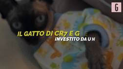 VIDEO CR7, il gatto Pepe investito a Torino: il volo sul jet privato e la convalescenza in Spagna. I dettagli