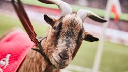 E’ morta la capra Hennes VIII: era la mitica mascotte del Colonia