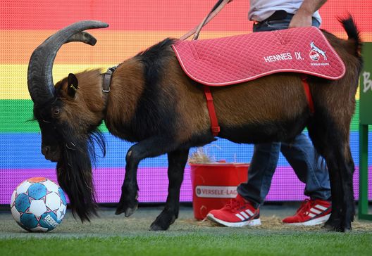 Hennes IX, la mascotte del Colonia (Getty Images) Hennes IX, la mascotte del Colonia