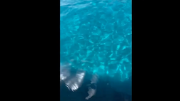 VIDEO / Diletta Leotta, vacanze da sogno alle Eolie