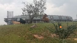 Soweto, la protesta dei tifosi: ridateci il derby, ridateci gli stadi aperti…