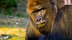 VIDEO Italia, Chiellini “gorilla” versione Superquark: Mate celebra il difensore