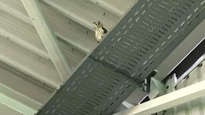 Borussia Mönchengladbach più forte dei gufi... Borussia Mönchengladbach più forte dei gufi...