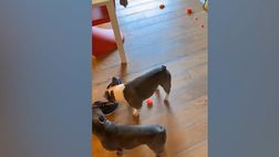 VIDEO GDS / Rocky, che combini? Il cane della Pellegrini “distrugge” casa