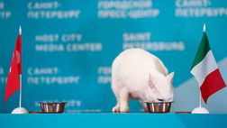 Per gatto Achille la Spagna batterà la Svizzera