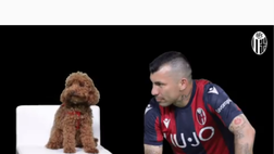 Un barboncino e un Pitbull. Il Bologna annuncia Medel con un video tutto da ridere