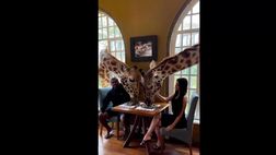 VIDEO / Gli ospiti speciali di Douglas Costa: due giraffe a casa