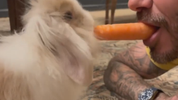 La Pasqua particolare di Beckham con un… coniglietto (VIDEO)