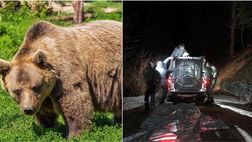 Clamorosa novità sull’orsa JJ4: “Non è stata lei ad uccidere Andrea Papi” e scoppia il caos a Trento