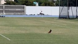 Galletti in campo prima del derby delle Isole Vergini: “beccano” e preparano il campo…