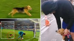 Ritrova il suo cane in tv, durante la partita: grazie al…campionato cileno!