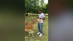 VIDEO / Evra in mezzo ai cerbiatti: “Do da mangiare a Bambi”