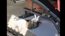 VIDEO/ Pazzesco in palestra: c’è un gatto che fa gli addominali!
