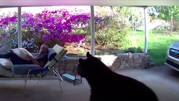 VIDEO – Si ritrova un orso dentro casa: quello che succede è clamoroso!