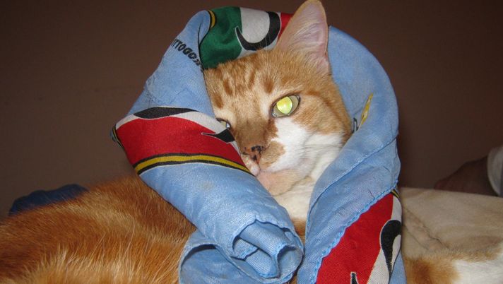 Il Gatto Silvestro con la sciarpa della Lazio: nel nome del derby firmato da Klose - immagine 1