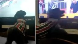 Cagnolino virale: guarda il derby davanti alla tv ed esulta per il Fluminense come un umano
