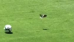 VIDEO / Manchester United, “American Sniper” Darmian: rinvia e centra in pieno un uccello