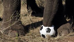 Crac Catania numero 43: il sistema ha avvelenato l’Elefante