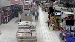 Assago, nelle immagini delle telecamere Tarantino ferma l’aggressore (video)