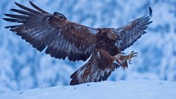 Trento, le sorprese di Zamuner per far tornare a volare l’aquila