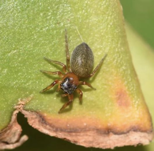 Il più grosso tra i ragni sconosciuti: gli scienziati lo chiamano “Scaloneta”- immagine 2