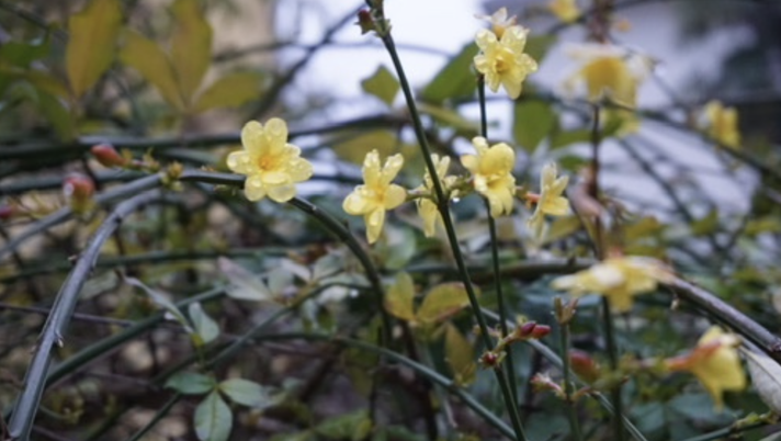 Fiori fuori stagione. ©Moval2020 