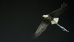 Lazio, novità sugli abbonamenti: il comunicato della società