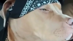 Il profilo TikTok del Napoli celebra il successo di Monza a suo modo