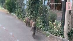 Roma, cinghiali al seggio elettorale