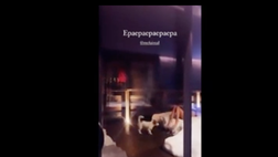 VIDEO / Belen come Ibra: si tuffa nella neve in… costume!