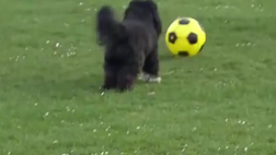 VIDEO / Dopo lo show di CR7, ecco quello di Ronaldog, il cane fenomeno