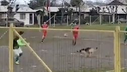 Cane bomber: invade il campo e con pazzesca deviazione batte il portiere