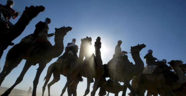 Coppa del Mondo in Qatar, pericolo influenza dei cammelli. Tifosi avvertiti: “Statene alla larga”- immagine 2