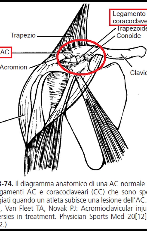 L'articolazione acromion-claveare con i suoi due complessi legamentosi. L'articolazione acromion-claveare con i suoi due complessi legamentosi.