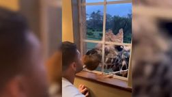 VIDEO / Icardi, faccia a faccia con un gorilla. Poi “bacia” in bocca una giraffa!