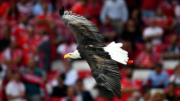 LISBON, PORTUGAL - SEPTEMBER 17: The Benfica eagle mascot swoops across the pitch prior to the UEFA Champions League group G match between SL Benfica and RB Leipzig at Estadio da Luz on September 17, 2019 in Lisbon, Portugal. (Photo by Octavio Passos/Getty Images) LISBON, PORTUGAL - SEPTEMBER 17: The Benfica eagle mascot swoops across the pitch prior to the UEFA Champions League group G match between SL Benfica and RB Leipzig at Estadio da Luz on September 17, 2019 in Lisbon, Portugal. (Photo by Octavio Passos/Getty Images)