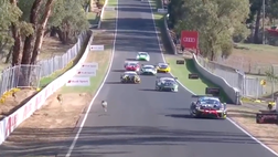 VIDEO / Australia, canguri in pista: bandiera rossa!