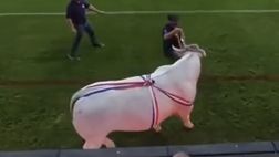 Pericolo in Argentina: la mascotte della squadra, un toro, punta la squadra rossa…