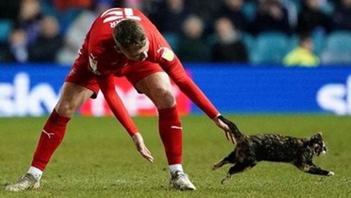 Wigan, l’incredibile storia di Kerr: salva un gatto perso tempo fa - immagine 1