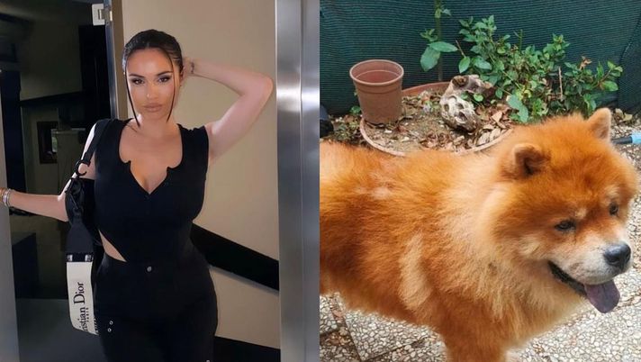 Roma, Rick Karsdorp ritrova il suo cane Terry: l’appello della moglie Astrid, il lieto fine - immagine 1