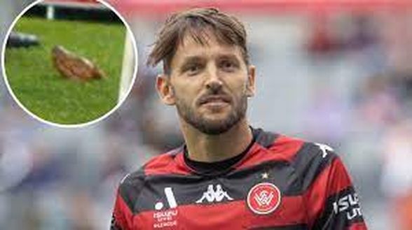 Dal sydney Morning Herald Derby di Sydney, avevano pensato alla testa di maiale come per Figo: poi bruciano “solo” la maglia- immagine 2