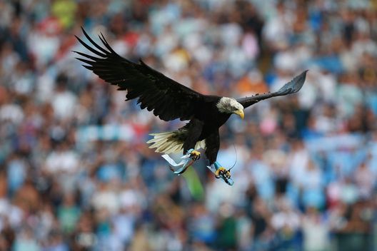 ROME - OCTOBER 03: SS Lazio's mascot eagle Olimpia flies over the field of Stadio Olimpico before the Serie A match between SS Lazio and Brescia Calcio at Stadio Olimpico on October 3, 2010 in Rome, Italy. (Photo by Paolo Bruno/Getty Images) ROME - OCTOBER 03: SS Lazio's mascot eagle Olimpia flies over the field of Stadio Olimpico before the Serie A match between SS Lazio and Brescia Calcio at Stadio Olimpico on October 3, 2010 in Rome, Italy. (Photo by Paolo Bruno/Getty Images)