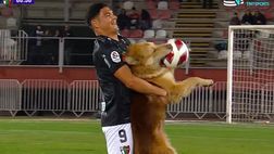 Brasile, un cane fa invasione di campo…e porta via il pallone