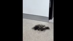 VIDEO / Hamsik si taglia la cresta: ecco il suo nuovo look