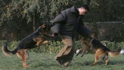 Inghilterra, gara sospesa dall’arbitro per colpa di… un cane “troppo pericoloso” a bordocampo