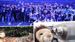 Social, il Fenerbahce vince il derby e sfotte: il leone del Galatasaray è diventato un gattino…