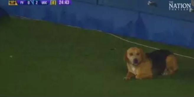 Ritrova il suo cane in tv, durante la partita: grazie al…campionato cileno!- immagine 2