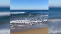 VIDEO / Federica Pellegrini, suo il primo tuffo dell’anno