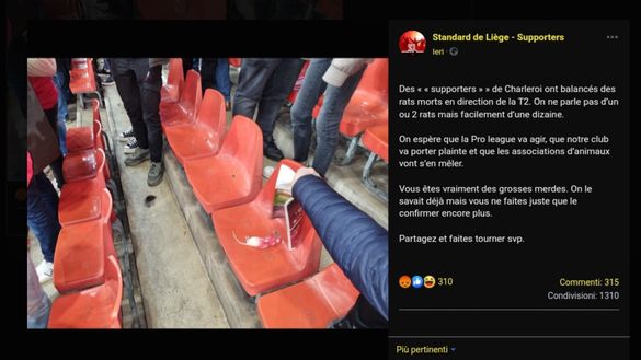 Derby vallone: tifosi Charleroi, topi morti lanciati contro la curva Standard Liegi- immagine 2
